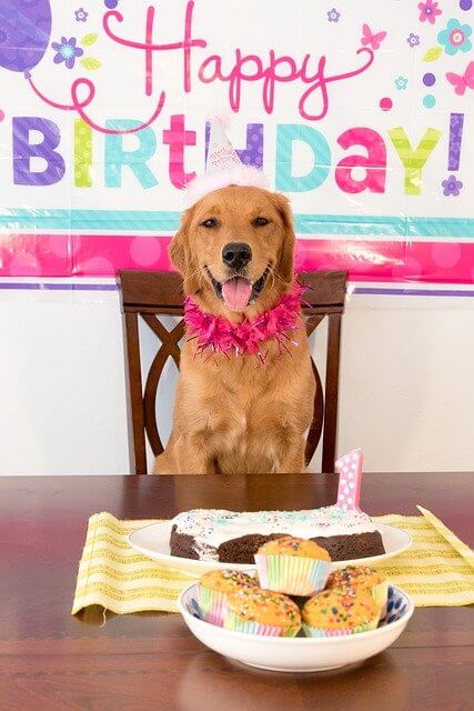 יום הולדת לכלבים