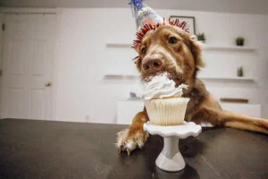 עוגת יום הולדת לכלב