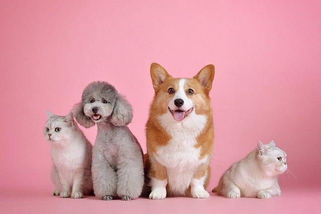 Haircuts for dogs on birthdays